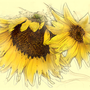 The_color_of_yellow_card