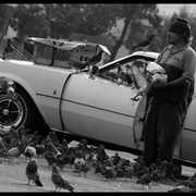 Birdmanb_w3_card