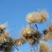 100_2363_square