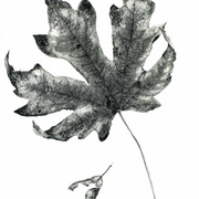 Mapleleaf_jlstanley_card