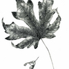 Mapleleaf_jlstanley_thumb