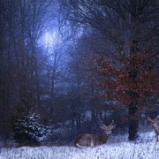 Evening_at_home_card