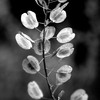 Delicate_thumb