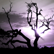 Litta_bella_trees_card
