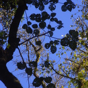 Leaves_2_card