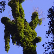 Trees_bunyas_2_card