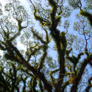 Trees_mosman_card