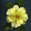 Yellow_rose_on_blue_copy_thumb