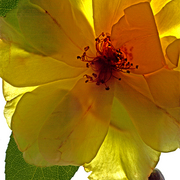 Yellow_rose_trans1_copy_card