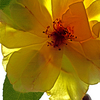 Yellow_rose_trans1_copy_thumb
