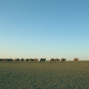 Camel_card