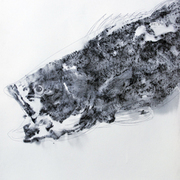 Diving_fish_card