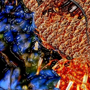 Garden_grevillia_3_card