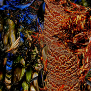 Garden_grevillia_2_card