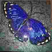 Moth_finished_card