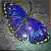 Moth_finished_thumb