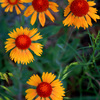 Natural_composition_thumb