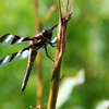 Side_of_dragonfly_thumb