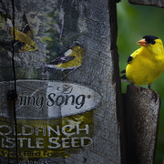 Where_s_the_seed_card