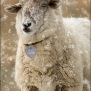 Let_it_snow__card