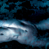 Blue_dreams_thumb