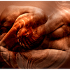 Chambered_nautilus_thumb