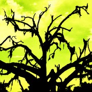 Greenoak_card