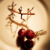 750359-1-grapes_thumb