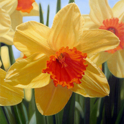 Daffodil_card