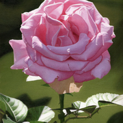Sundrenchedrose_card