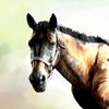 Horse6_thumb