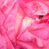 Rosa_03_thumb