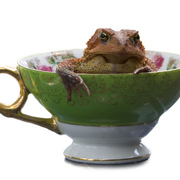 Toadinateacup_card