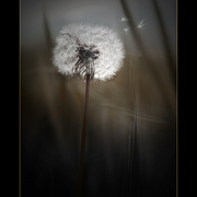 Gone_to_seed_card