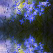 Monet_s_pool_card