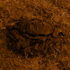 Cacca_thumb