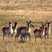 Antelope-5-07-002_card
