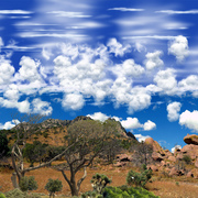 1293-just_wilderness_card