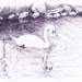 The_swan_square