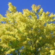 Wattle_1_card