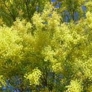 Wattle_2_card