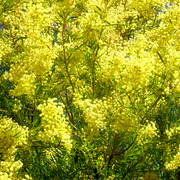 Wattle_3_card
