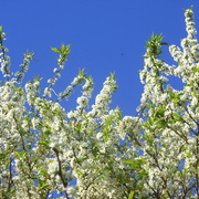 Plum_1_card