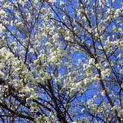 Plum_2_card
