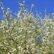 Plum_3_card
