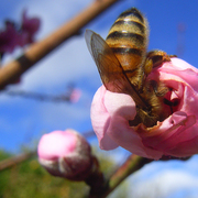 Bee_card