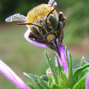 Bee1_card