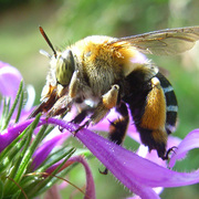 Bee2_card