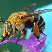 Bee3_card