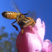 Bee4_card